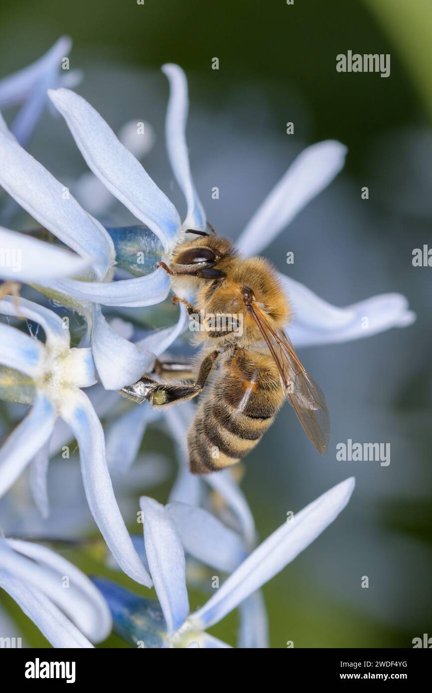 Biene - APIs mellifera - bestäubt eine Blüte des östlichen bluestars - Amsonia tabernaemontana Stockfoto