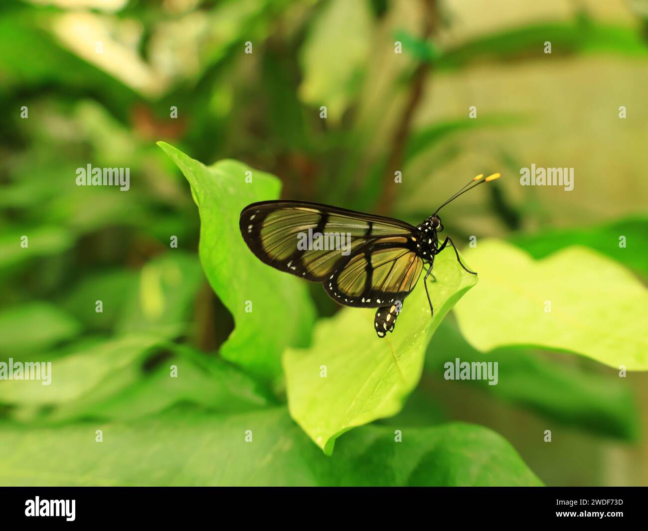 Blick auf einen Schmetterling im Gewächshaus von Naturospace in Honfleur Stockfoto