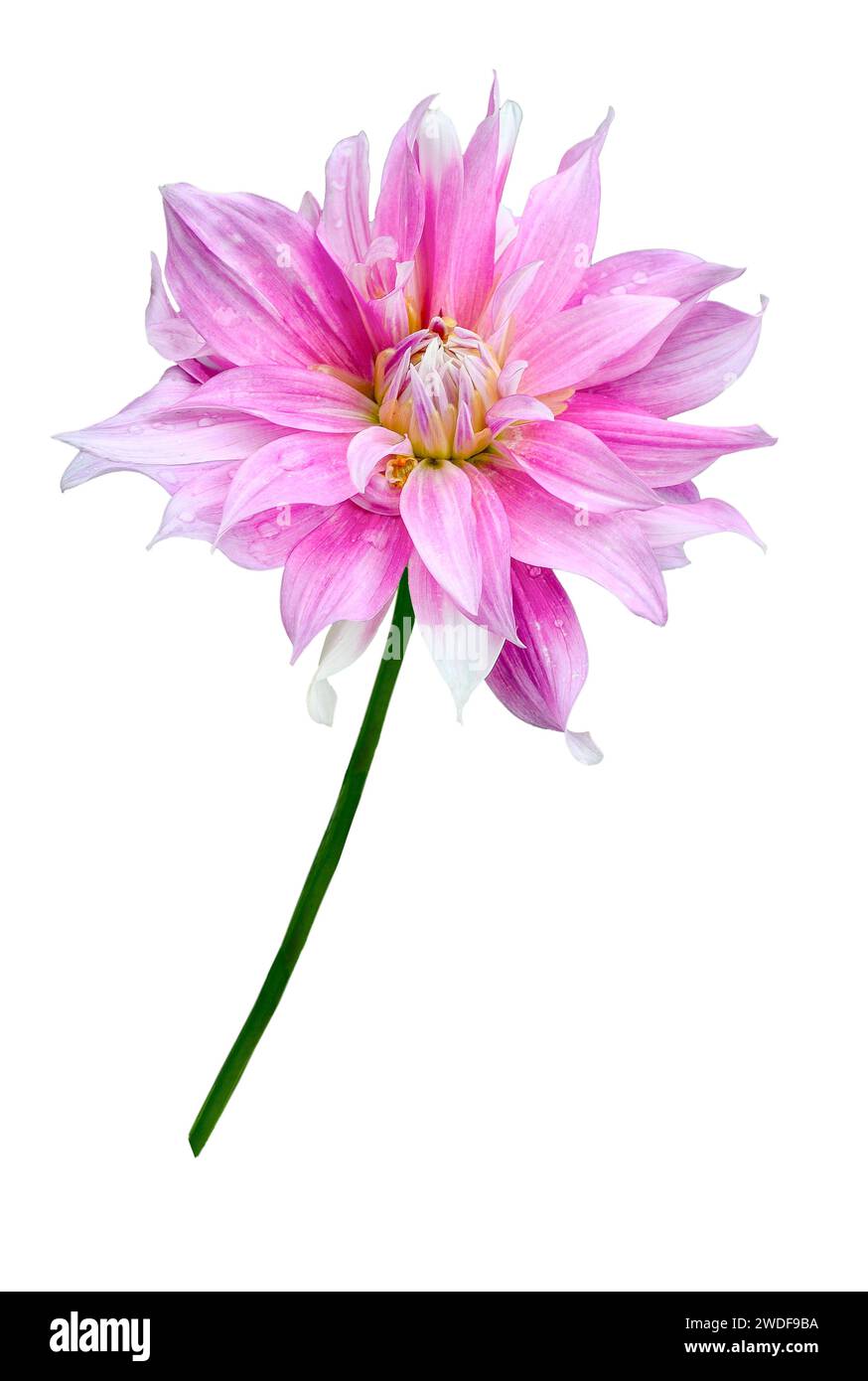Blassrosa zarte Dahlienblume isoliert auf weißem Hintergrund Nahaufnahme. Blumendesign oder festliches Muster der Grußkarte. Schönheit und Perfektion von na Stockfoto
