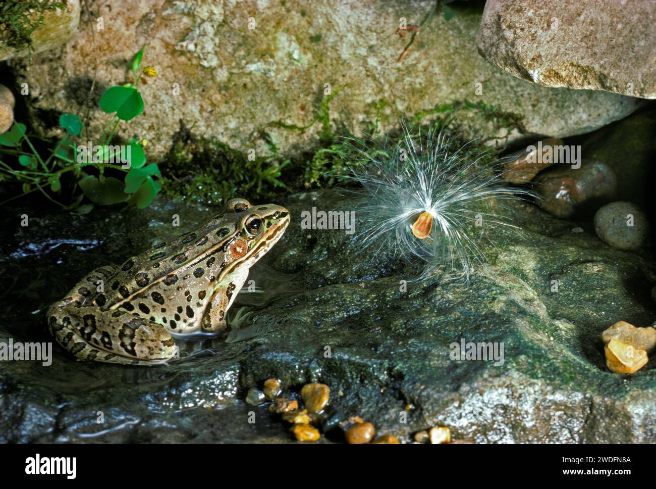 Leopardenfrosch, der in einem kleinen Gartenbach sitzt und einen geschwollenen Milchgras ansieht, Columbia MO, USA Stockfoto