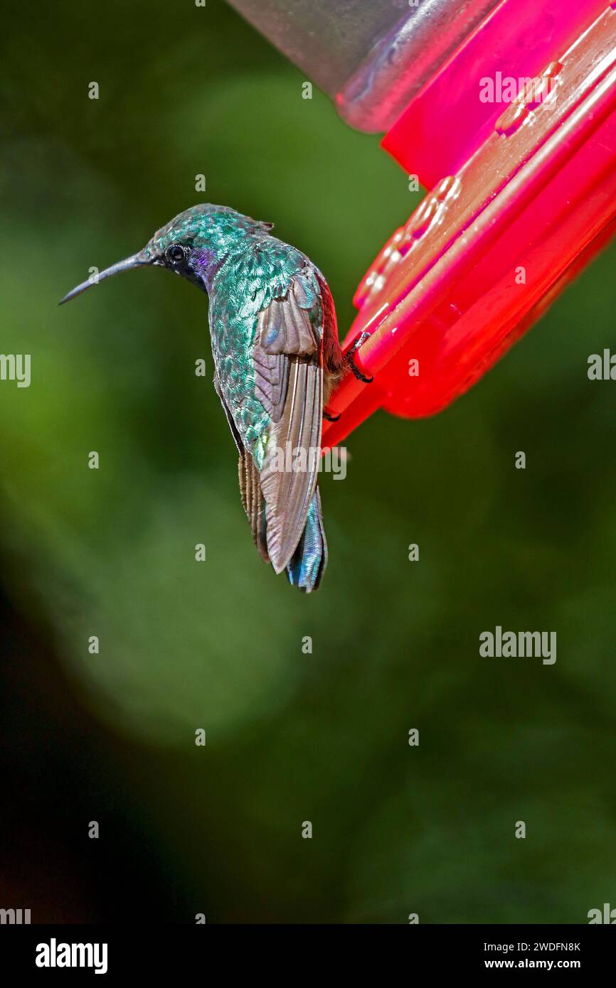 Ein brillanter, grüner Kolibri an einem Futterhäuschen im Monteverde Cloud Forest, Costa Rica. Stockfoto