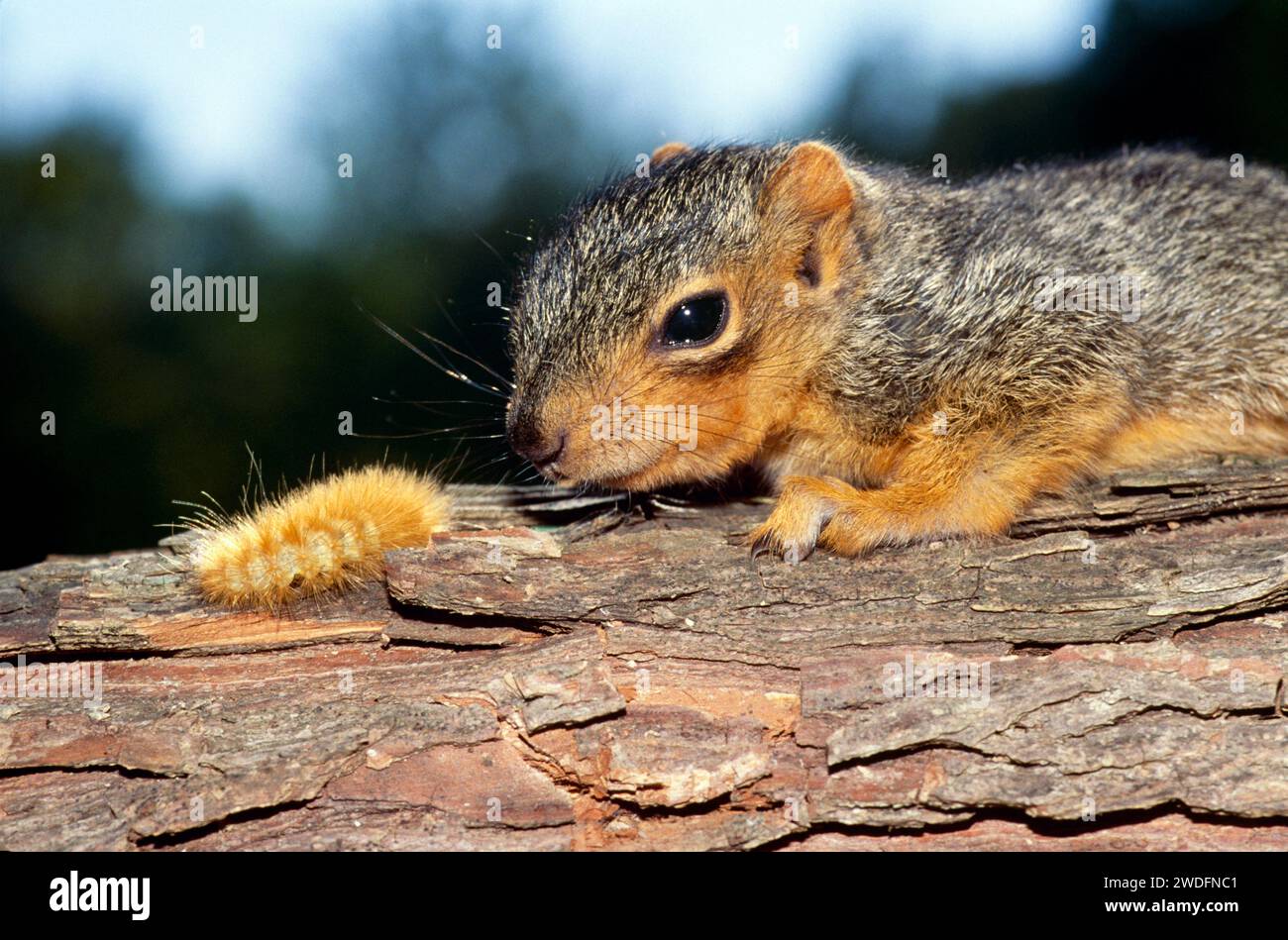 Ein verschlafenes Füchsenhörnchen, Sciurus carolinensis, mit gerade offenen Augen, berührt Nasen mit einer wollraupe. Stockfoto