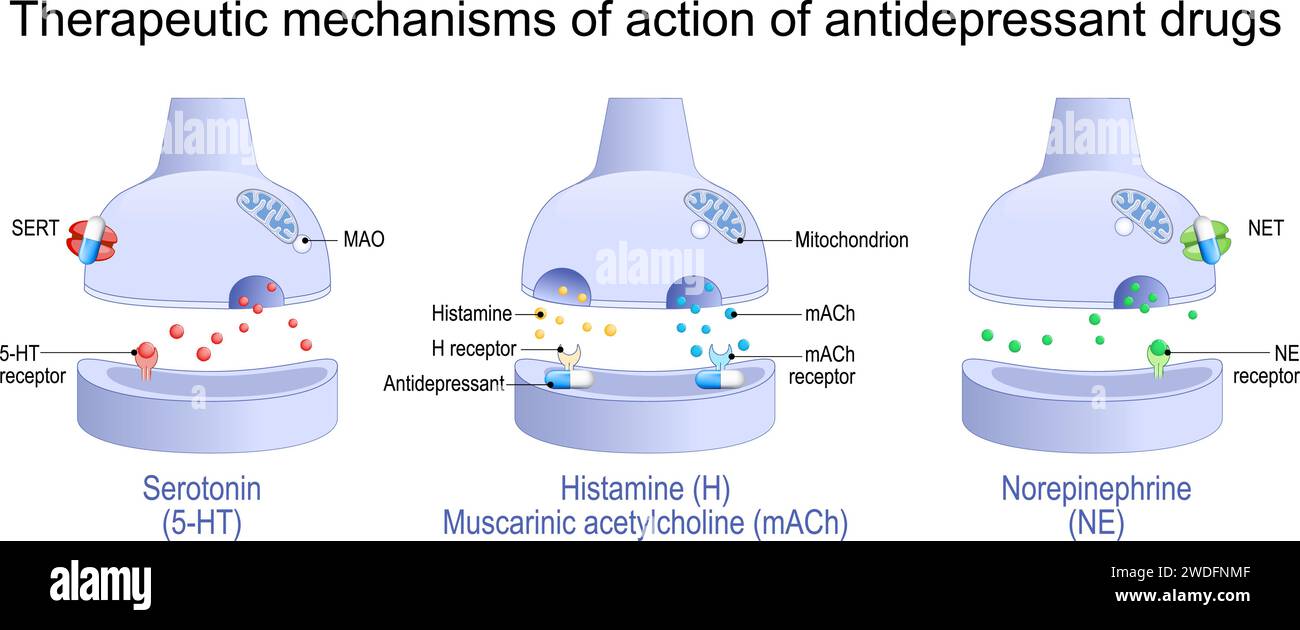 Therapeutische Wirkungsmechanismen von Antidepressiva. Antidepressivum blockiert Rezeptoren und Monoamintransporterproteine von Histamin, Muskarin Stock Vektor