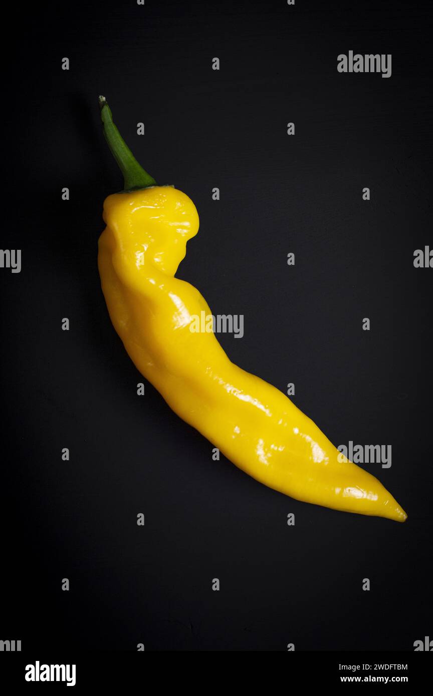 Gelbe Pfefferfotografie auf schwarzem Hintergrund lebendige Farbe Stockfoto
