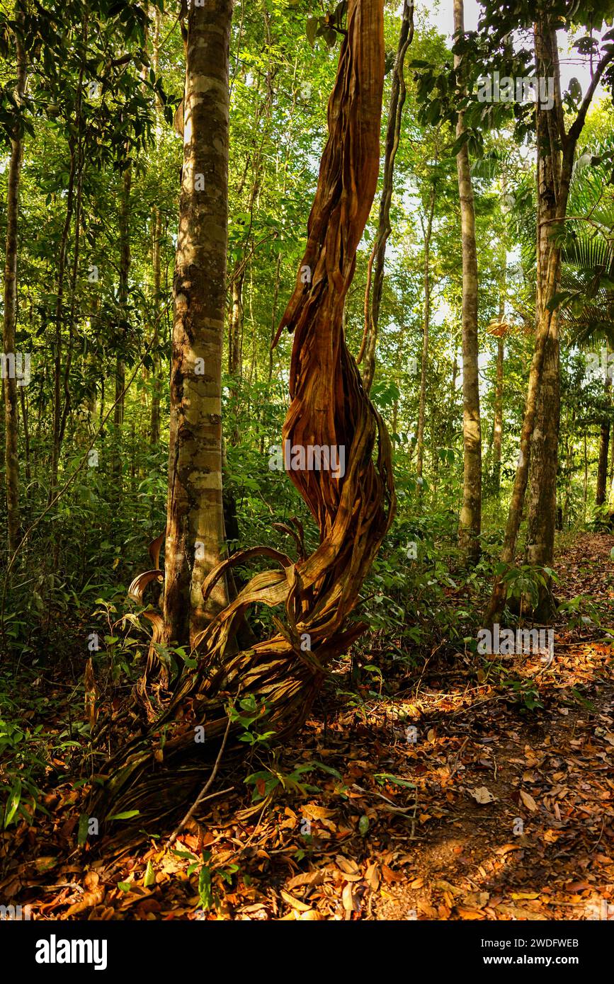 Alte Liane im Amazonaswald Stockfoto