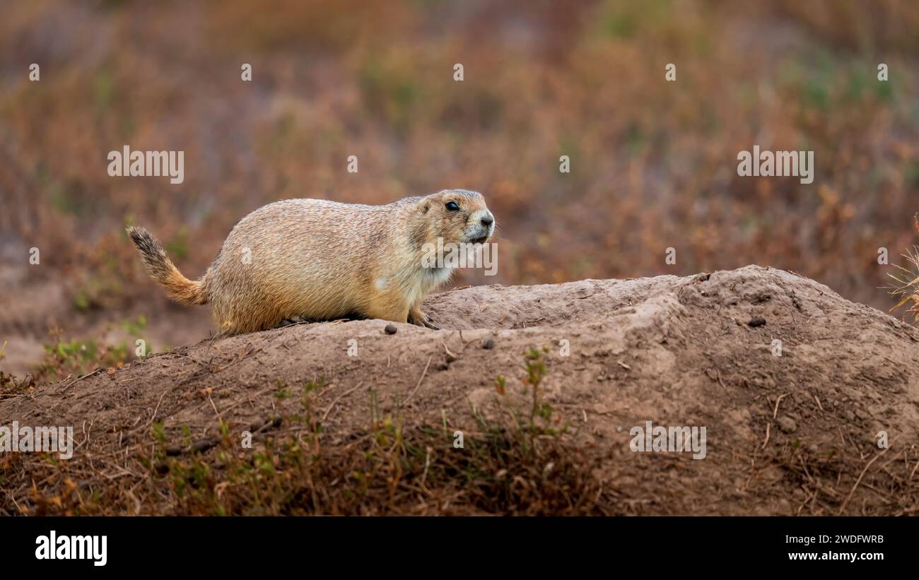 Prairie Dogs im Badlands National Park, South Dakota, USA. Stockfoto