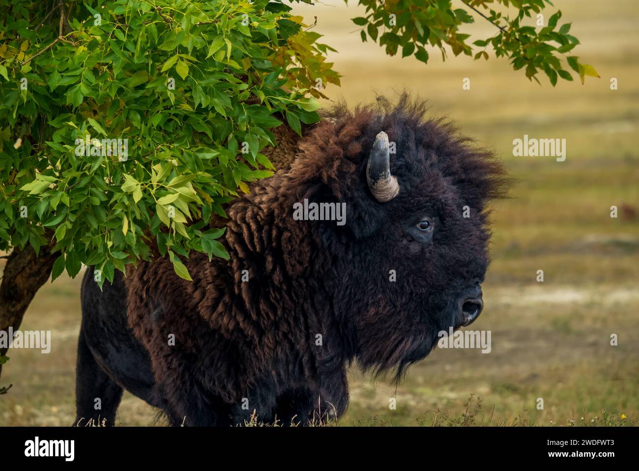 Amerikanische Büffel im Badlands-Nationalpark, South Dakota, USA. Stockfoto