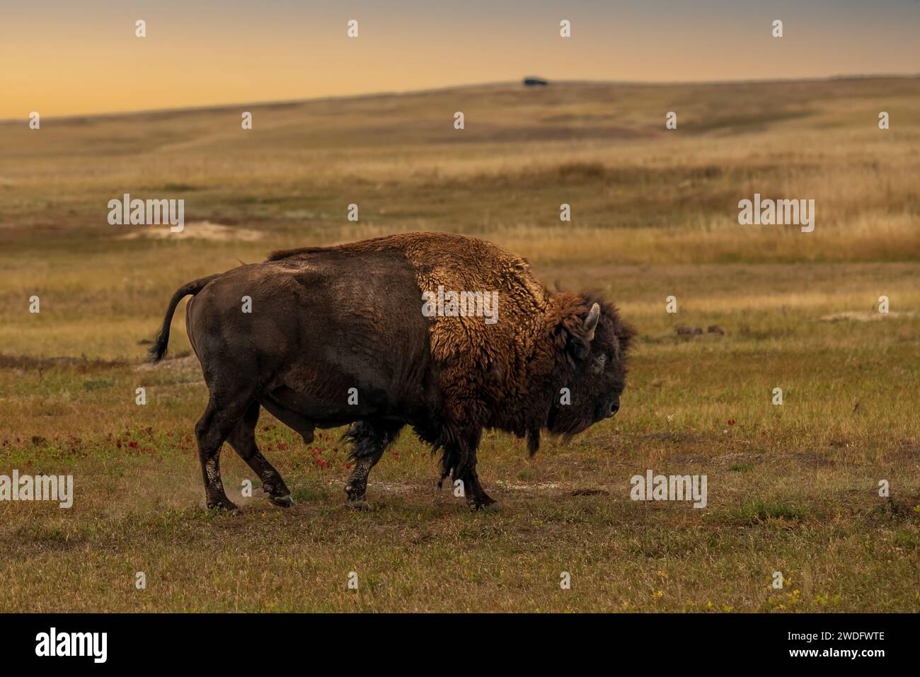 Amerikanische Büffel im Badlands-Nationalpark, South Dakota, USA. Stockfoto