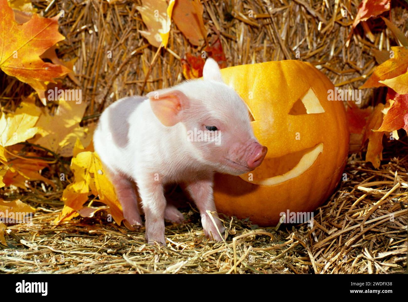 Niedliches Ferkel neben Jack'o Laterne Kürbis in Hay, Missouri, USA Stockfoto