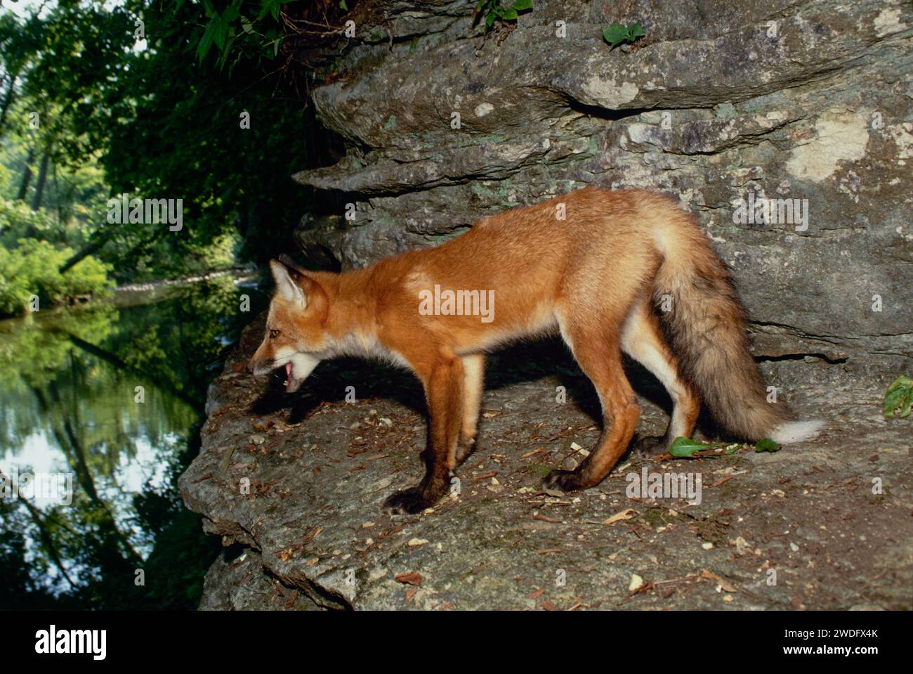Rotfuchs, der neben dem Fluss steht und im Abendlicht fischt und im Wasser mit offenem Mund blickt, MO, USA Stockfoto