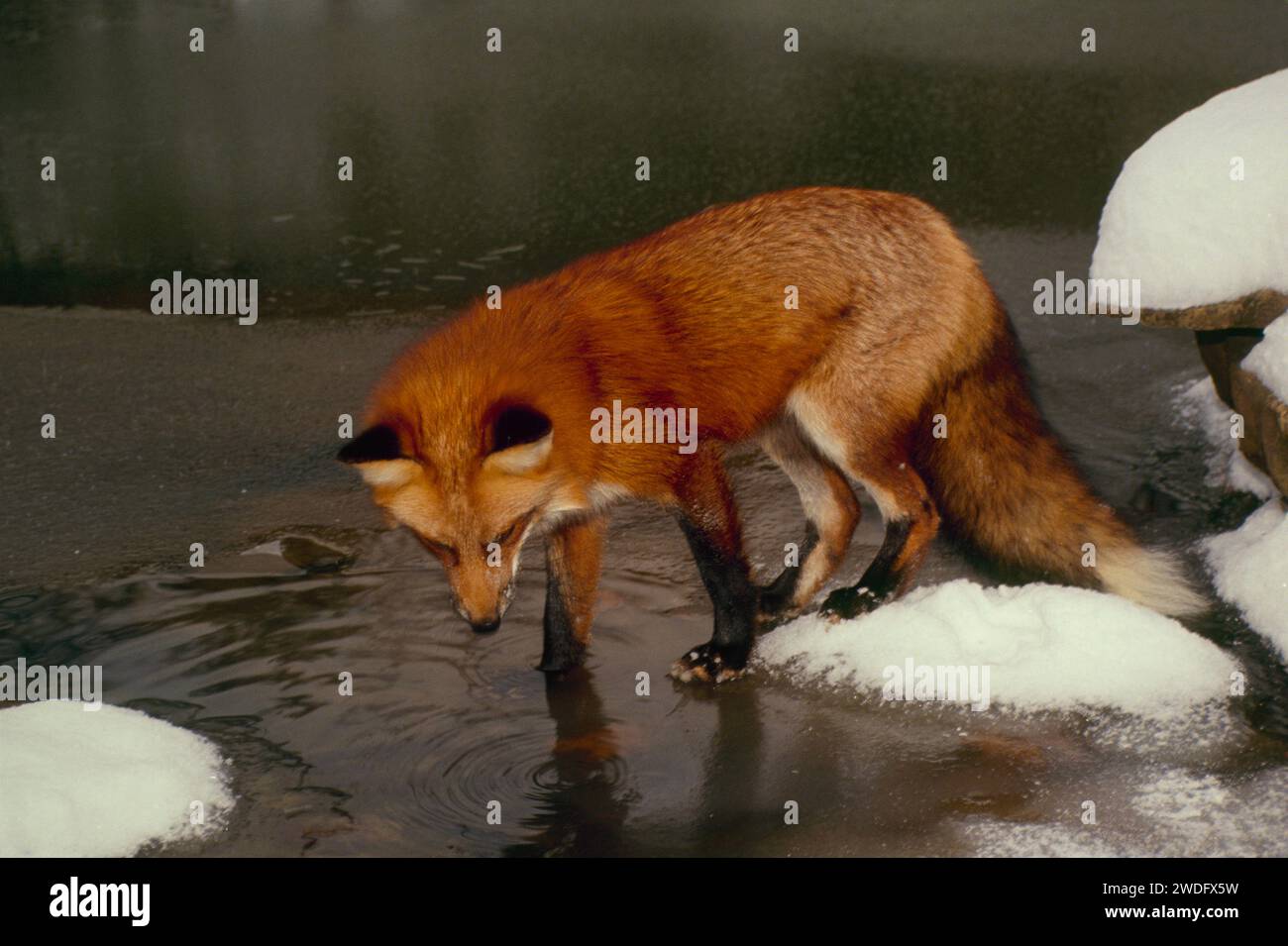 Rotfuchs, der im kalten Winter im See auf Nahrungssuche steht, Missouri, USA Stockfoto