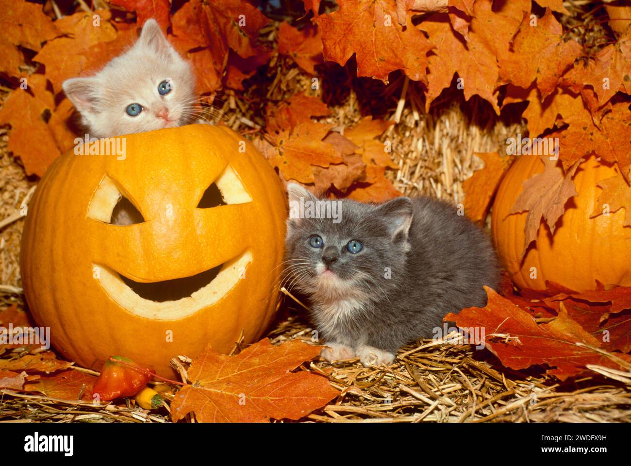 Zwei entzückende Kätzchen spielen in einer Scheune zwischen Strohhalmen und bunten Ahornblättern mit geschnitzten Kürbissen in Missouri, USA Stockfoto