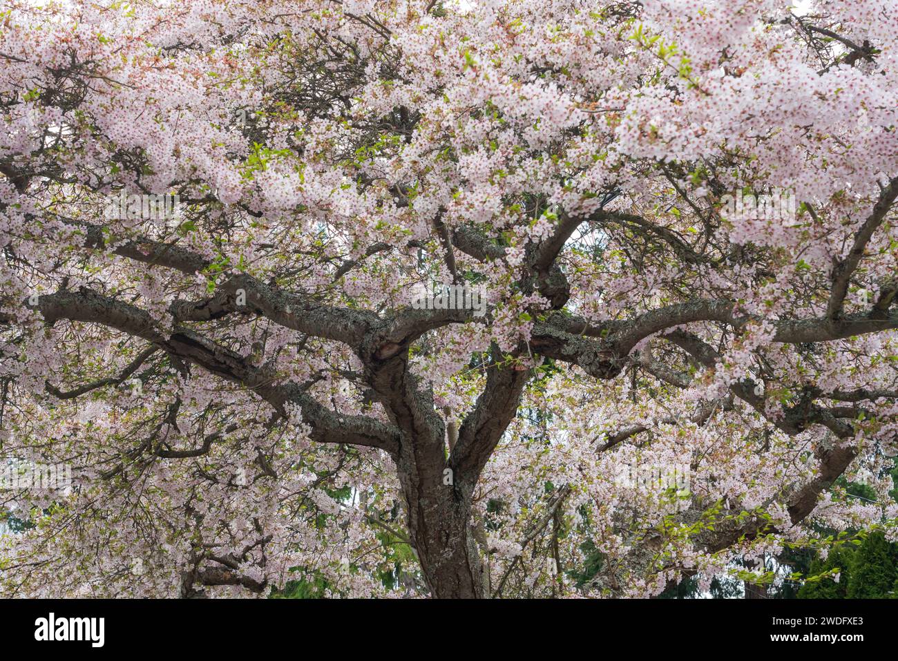 Kirschbäume in voller Blüte in victoria, Vancouver Island, British Columbia, Kanada. Stockfoto