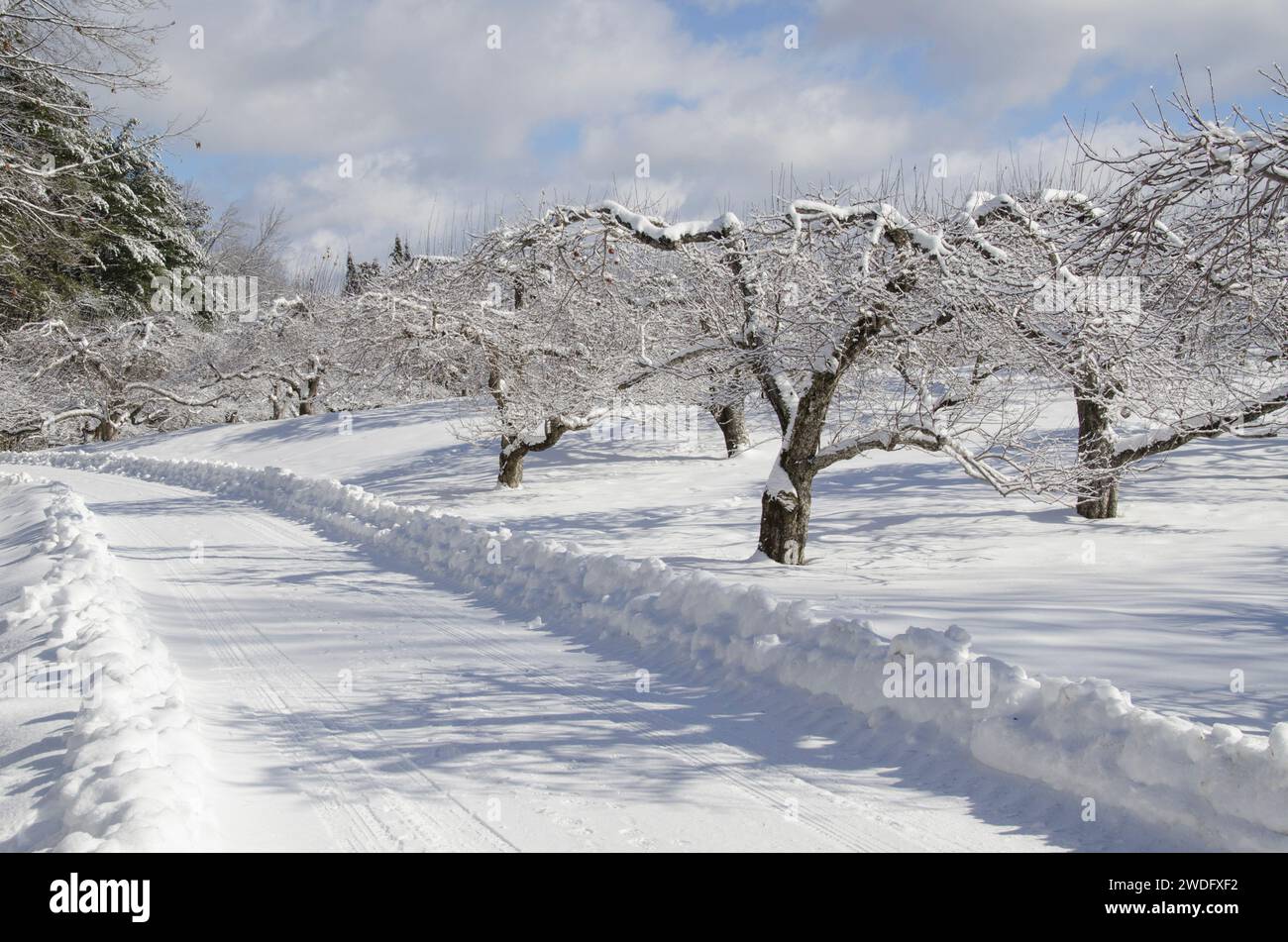 Eine verschneite Winterstraße durch den Apfelgarten im Winter, Maine, USA Stockfoto