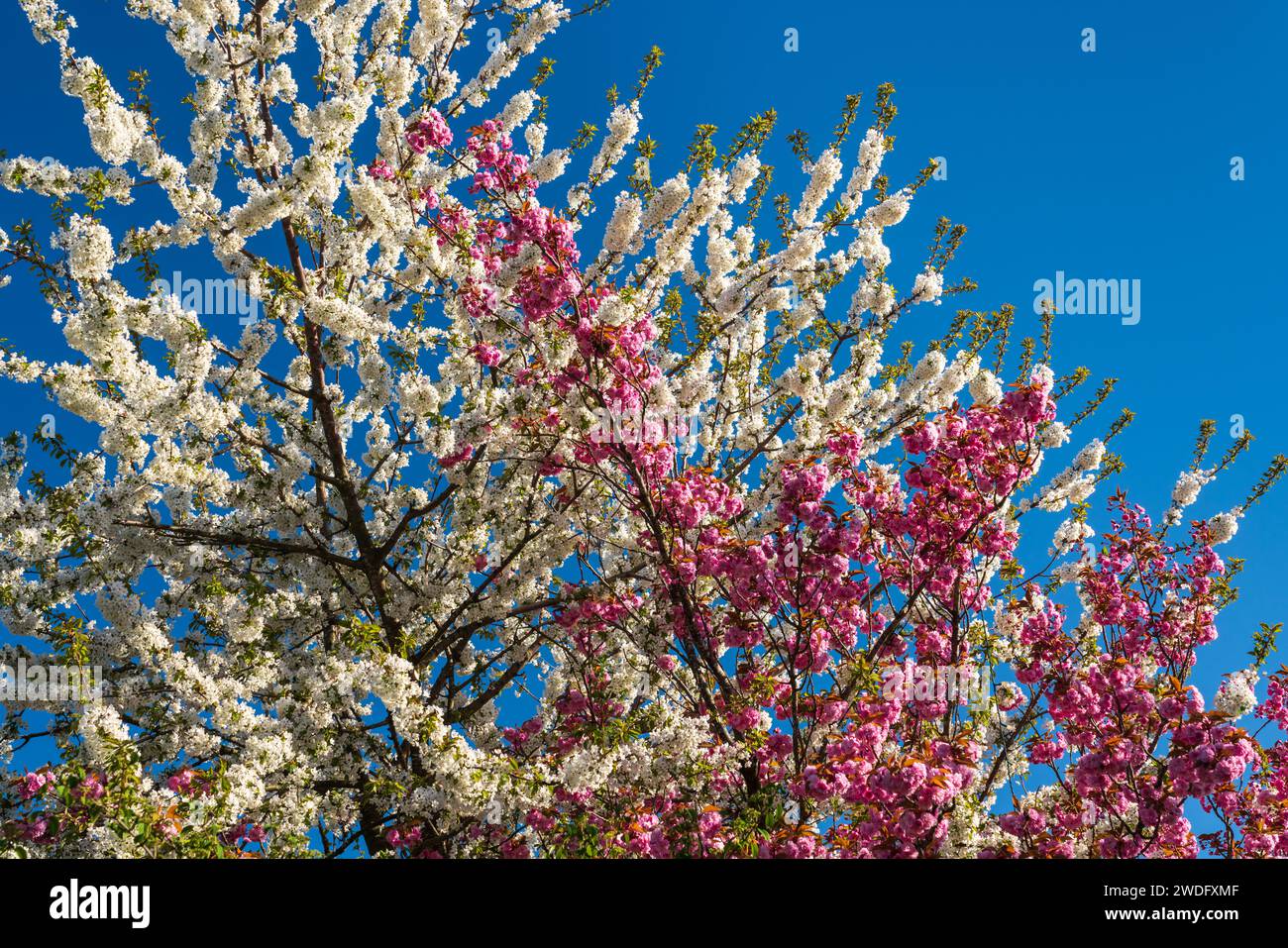 Kirschbäume in voller Blüte in victoria, Vancouver Island, British Columbia, Kanada. Stockfoto