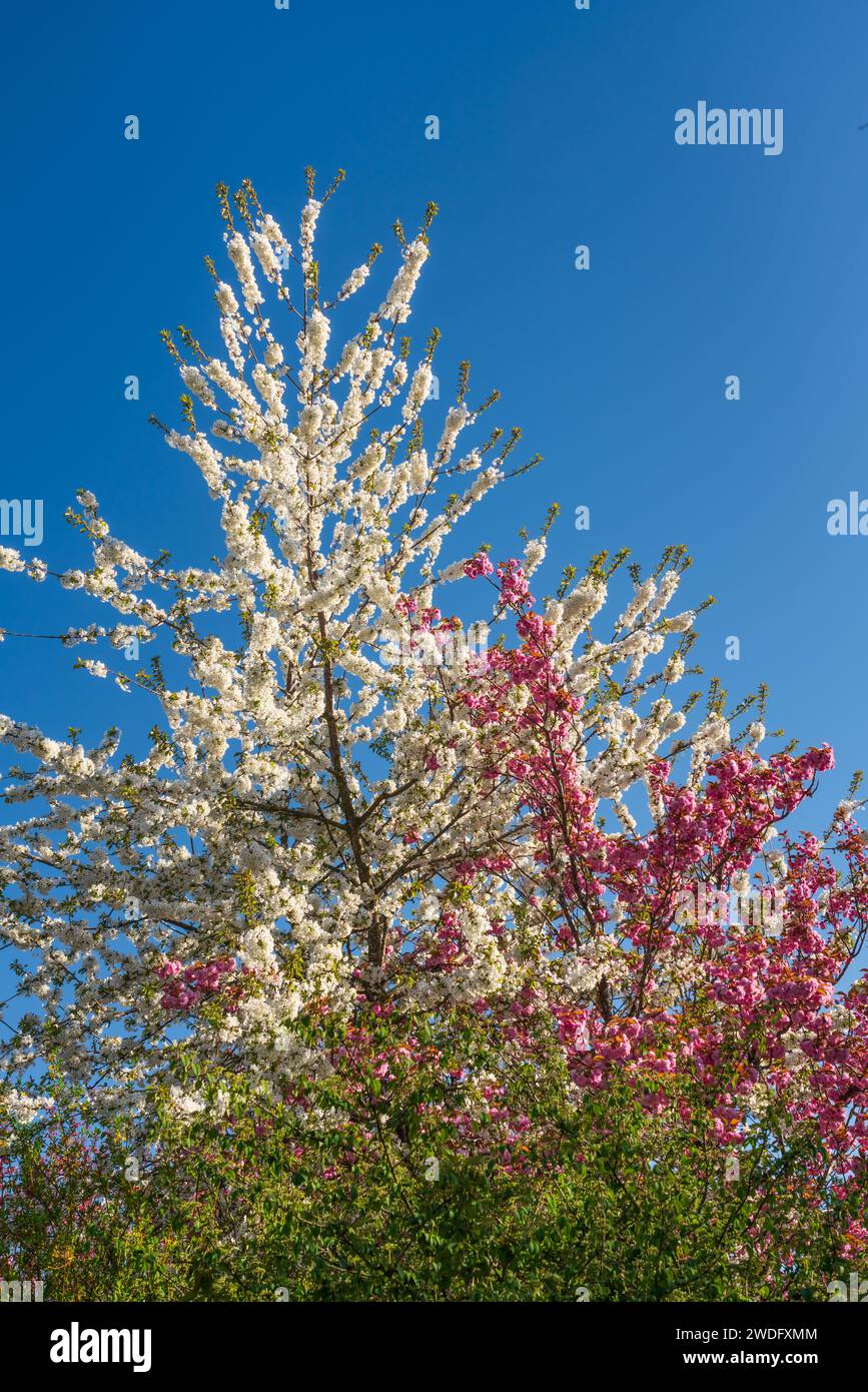 Kirschbäume in voller Blüte in victoria, Vancouver Island, British Columbia, Kanada. Stockfoto