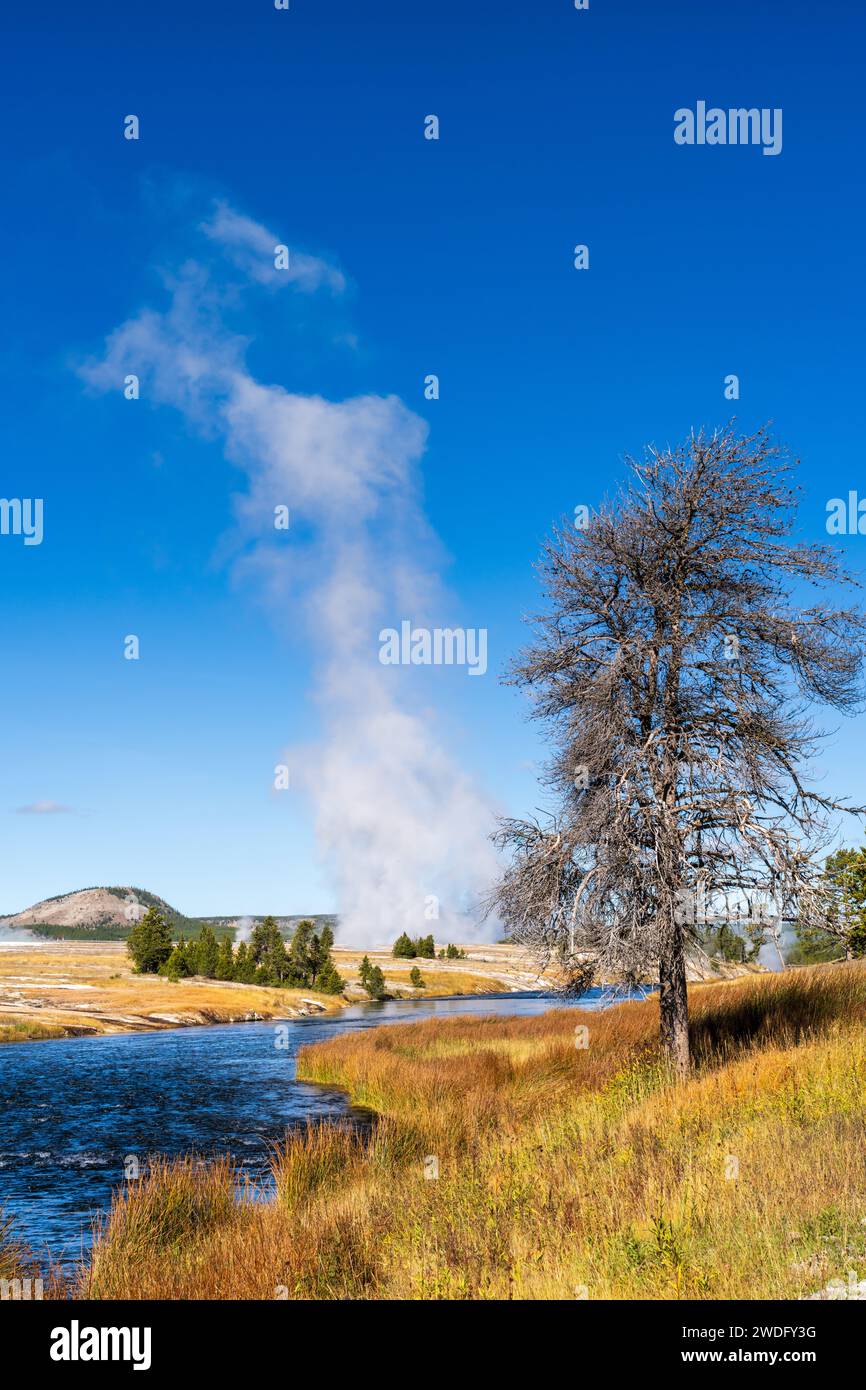 Dampf steigt im Geysirbecken im Yellowstone-Nationalpark, Wyoming, USA. Stockfoto
