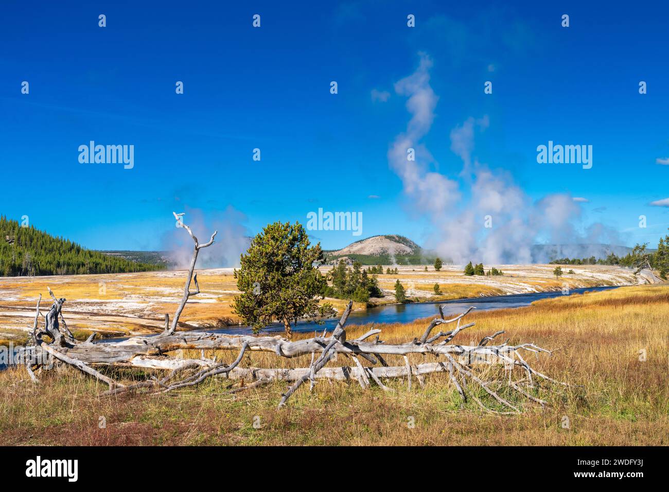 Dampf steigt im Geysirbecken im Yellowstone-Nationalpark, Wyoming, USA. Stockfoto