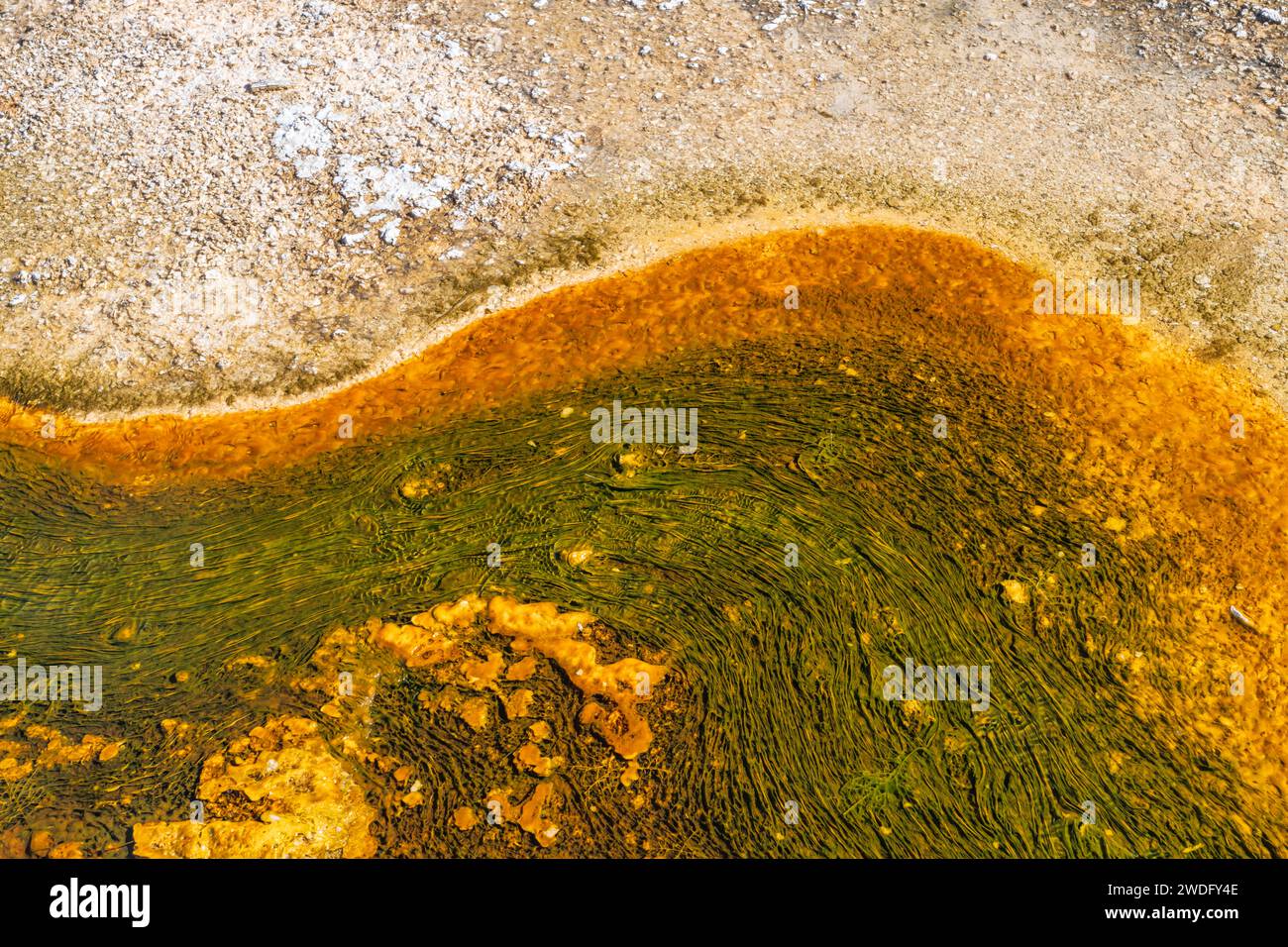 Dampf steigt im Geysirbecken im Yellowstone-Nationalpark, Wyoming, USA. Stockfoto