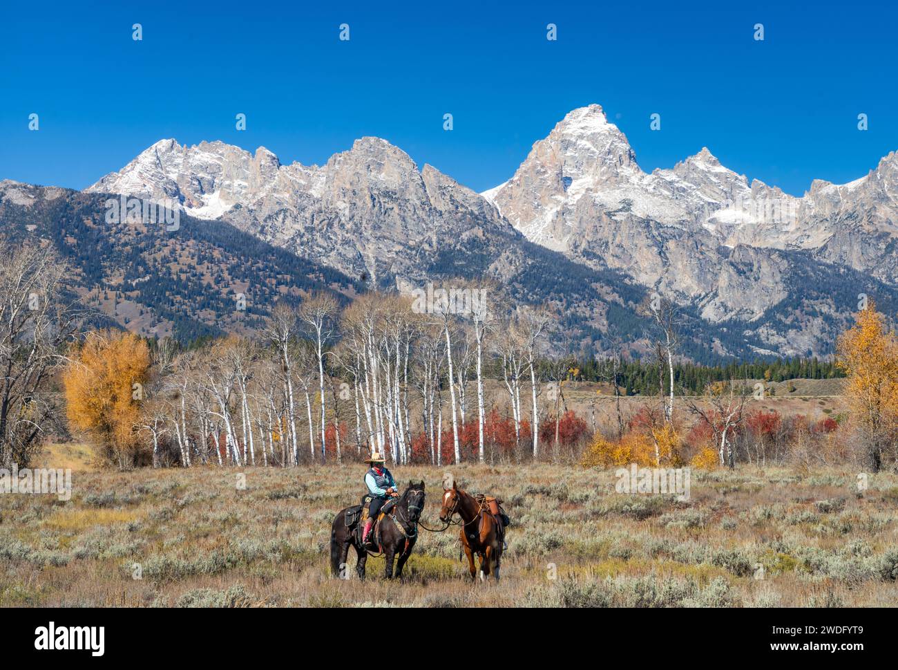 Cowgirls und ihre Pferde vor der Kulisse der Grand Tetons im Grand Tetons National Park, Wyoming, USA. Stockfoto