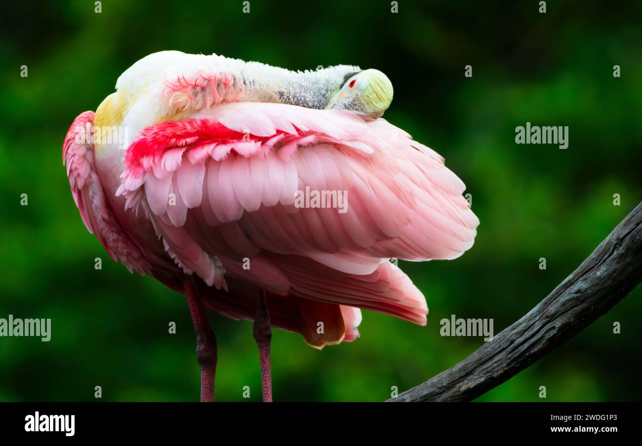 Kopf und Schnabel versteckt in rosa Federn, ist ein Roseate Spoonbill, eine vom Bundesstaat Florida ausgewiesene bedrohte Spezies, bereit zum Schlafen Stockfoto