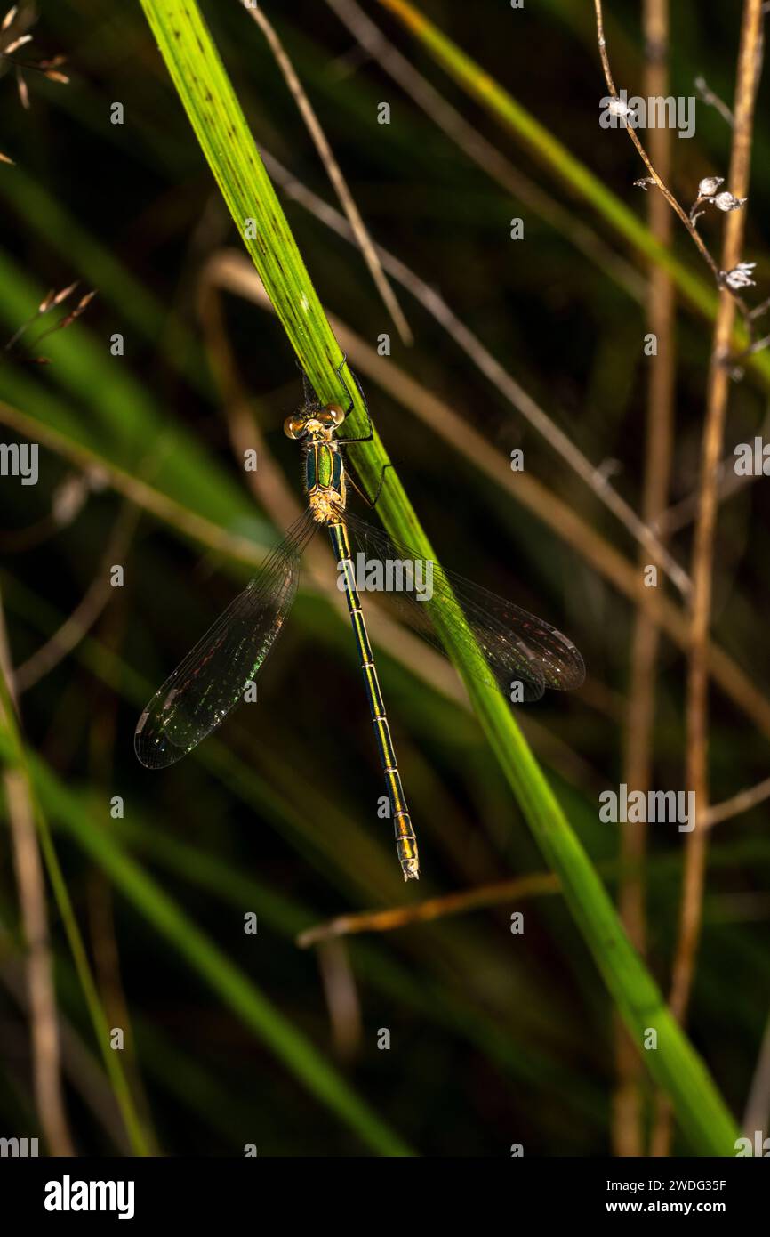 Lestes dryas Familie Lestidae Gattung Lestes Nothern Smaragd Spreadwing Damselfly wilde Natur Insekten Tapete Stockfoto