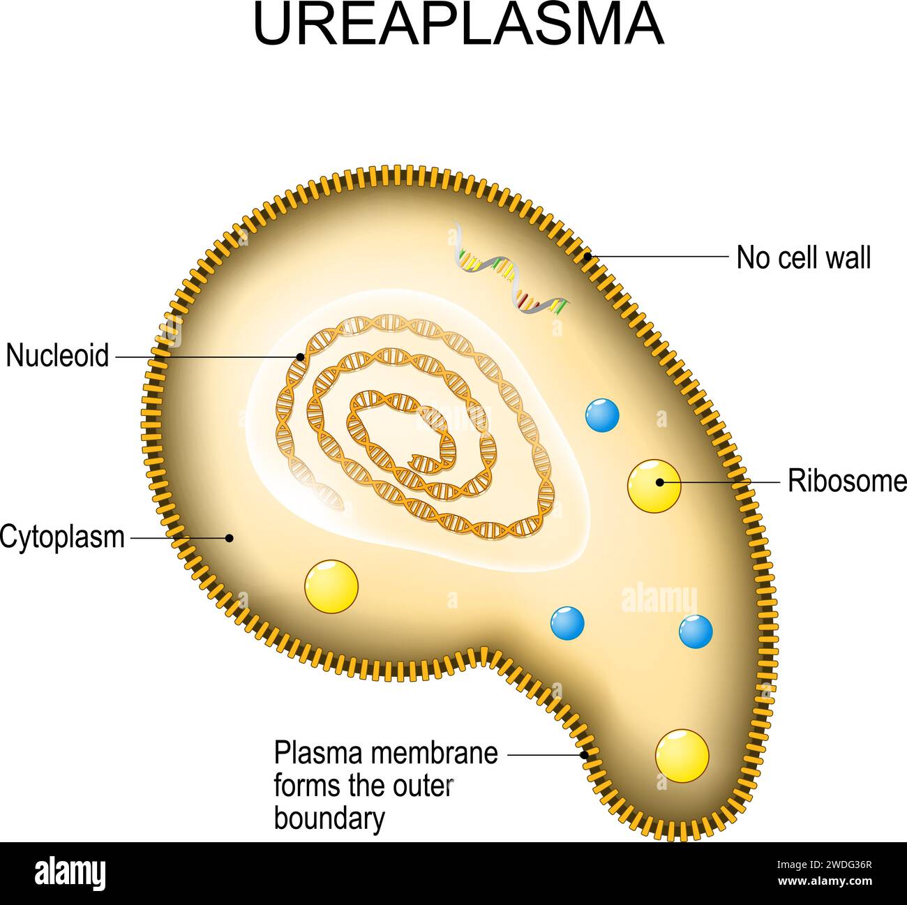 Ureaplasma-Anatomie. Zellstruktur von Bakterien Mykoplasmen. Das Bakterium ist der Erreger sexuell übertragbarer Krankheiten. Reproduktive Gesundheit. Stock Vektor