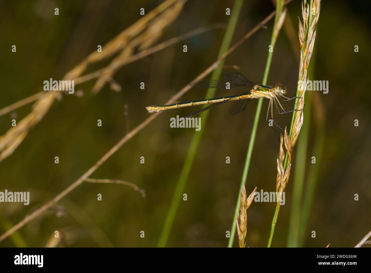Lestes dryas Familie Lestidae Gattung Lestes Nothern Smaragd Spreadwing Damselfly wilde Natur Insekten Tapete Stockfoto