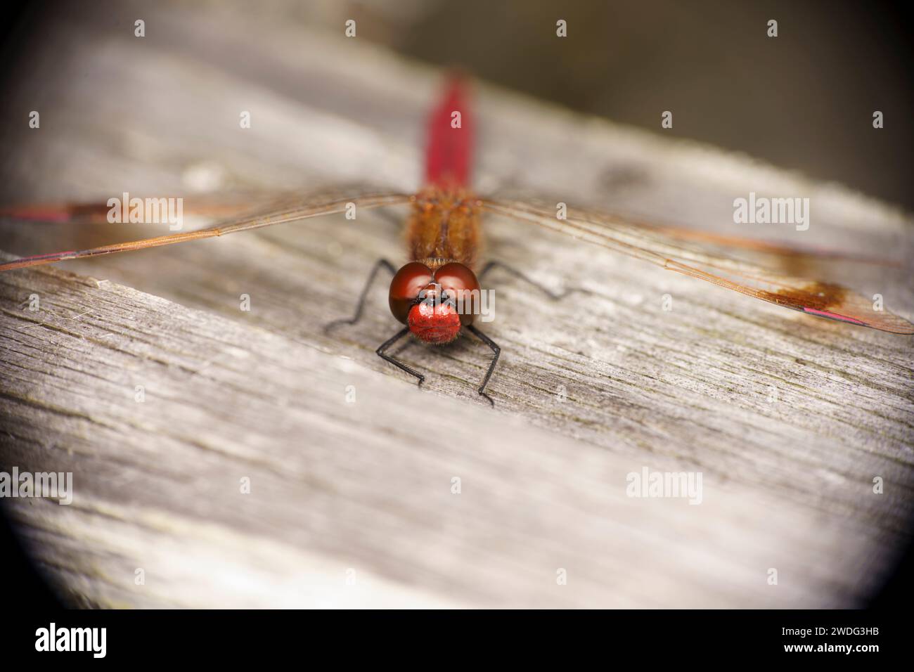 Sympetrum pedemontanum Familie Libellulidae Gattung Sympetrum Banded Darter Libelle wilde Natur Insekten Tapete, Bild, Fotografie Stockfoto