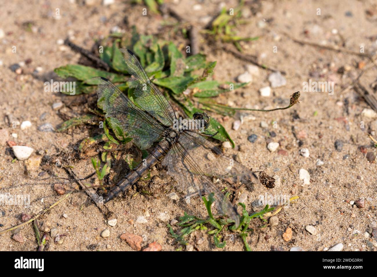 Libellula fulva Familie Libellulidae Gattung Libellula seltene Chaser Libelle wilde Natur Insekten Tapete Stockfoto