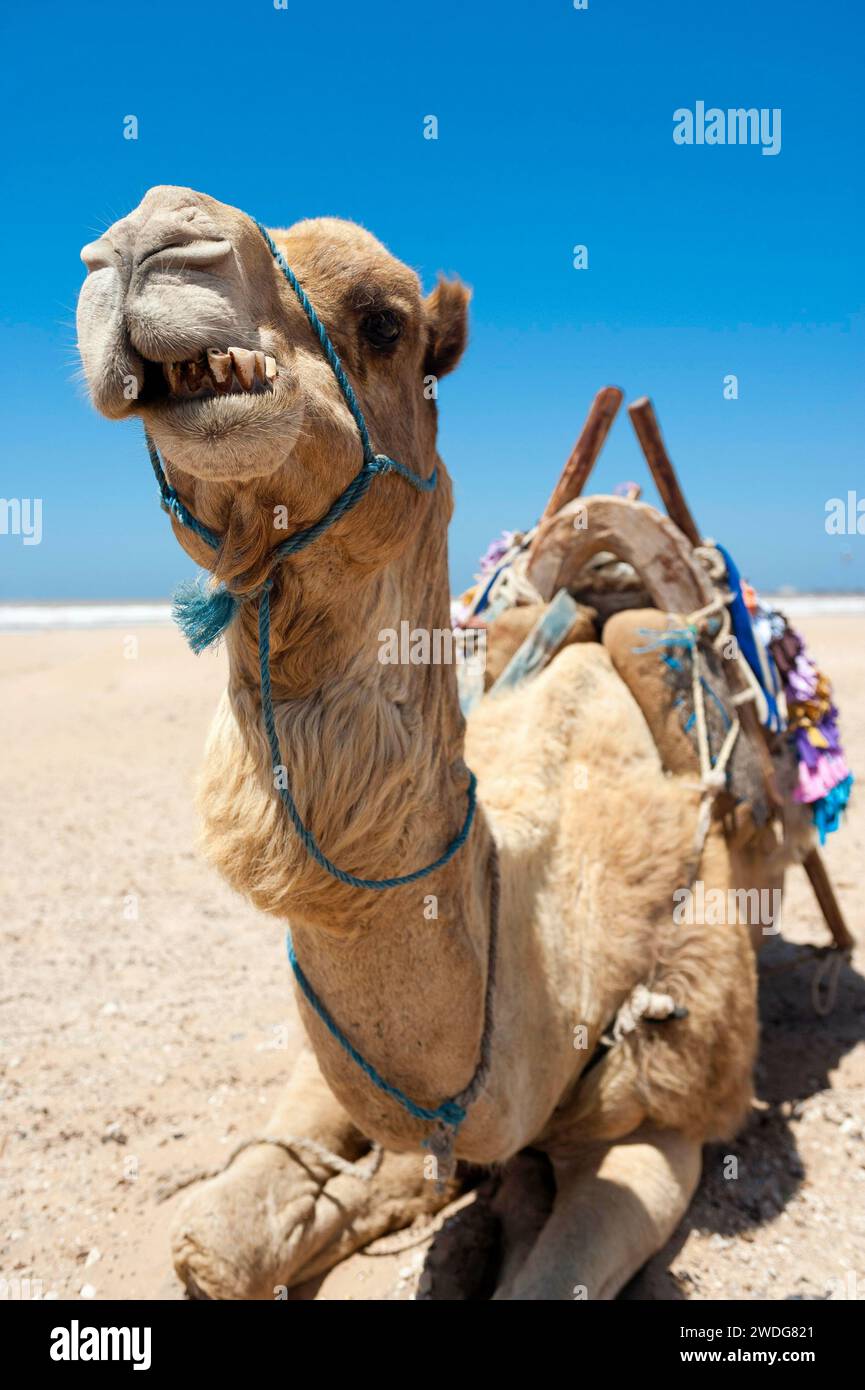 Dromedar (Camelus dromedarius), arabisches Kamel, Tier, Nutztier, Zähne, schlechte Zähne, Zahn, Detail, lustig, Knebel, Humor, Aussehen, Spaß, Gesicht Stockfoto