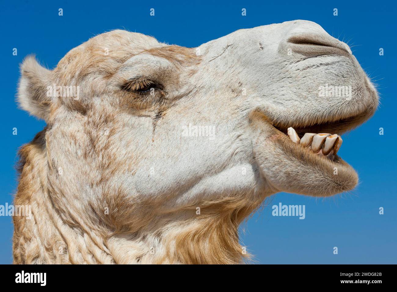 Dromedar (Camelus dromedarius), arabisches Kamel im Kopfporträt, Kopf, Tier, Nutztier, Zähne, schlechte Zähne, Zahn, Detail, lustig, Knebel, Humor Stockfoto