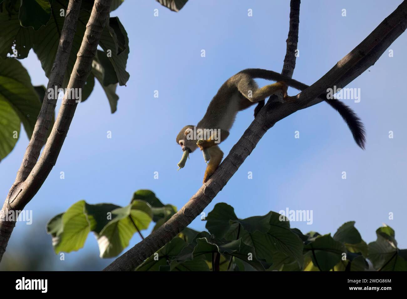 Collin's Eichhörnchenaffe, Saimiri collinsii, isst eine Frucht, Amazonasbecken, Brasilien Stockfoto