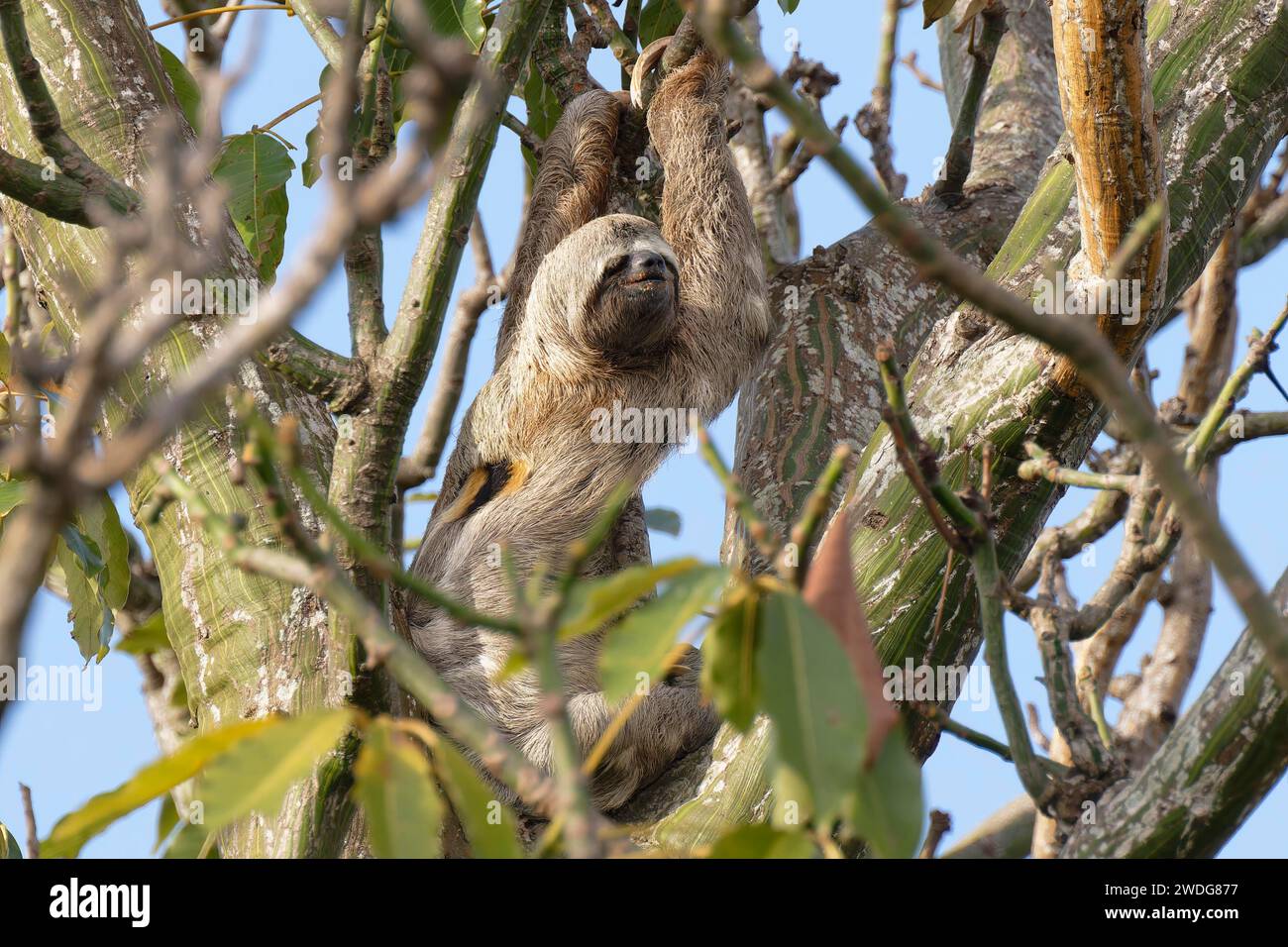 Bradypus variegatus, in einem Baum, Amazonasbecken, Brasilien Stockfoto