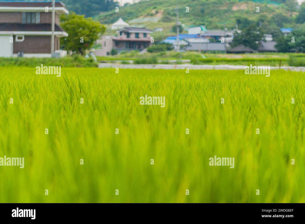 Nahaufnahme des Reisfeldes mit saftig grünen Sprossen bereit für die Ernte Nahaufnahme des Reisfeldes mit saftig grünen Sprossen bereit für die Ernte, Südkorea, Süden Stockfoto