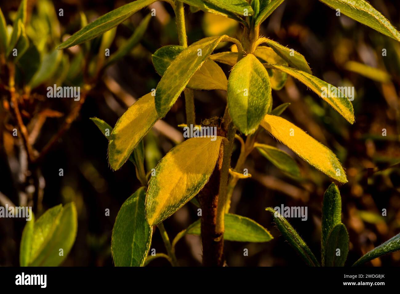 Nahaufnahme einer Pflanze mit winzigen grünen gelben Blättern mit kleinen Haaren wie Follikeln sichtbar, Südkorea, Südkorea Stockfoto