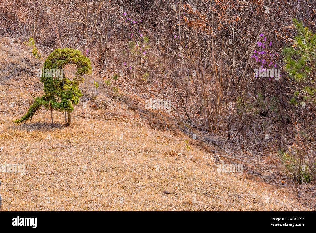 Immergrüner Busch, der in kreisförmiger Form geformt wurde, um trockenes braunes Gras neben dem Dickicht von blattlosen Büschen zu entfernen, Südkorea Stockfoto