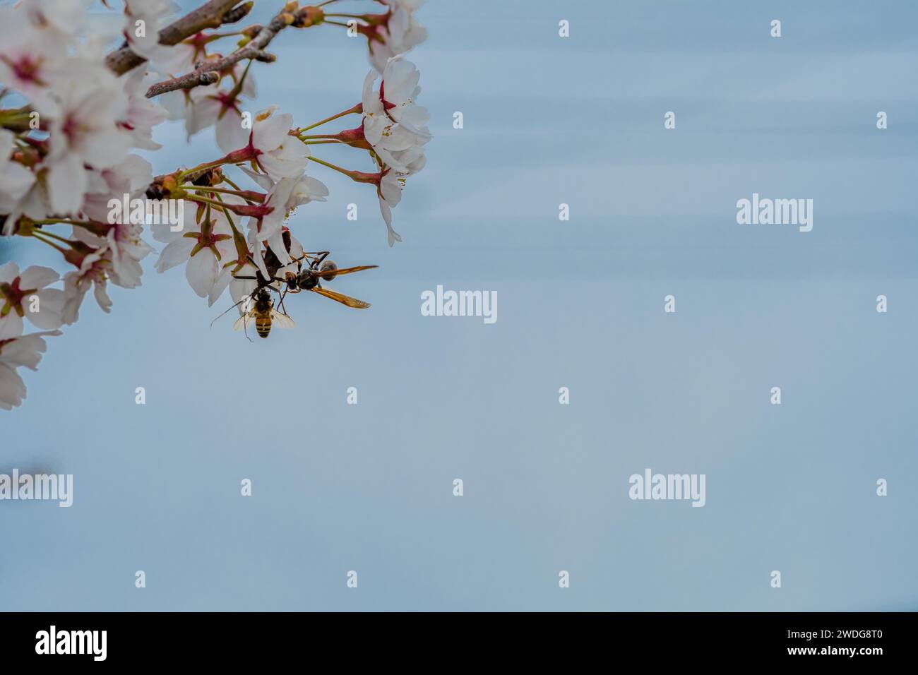 Käfer, Wespen und Bienen versuchen gleichzeitig, zarte Kirschblüten zu besetzen, Südkorea, Südkorea Stockfoto