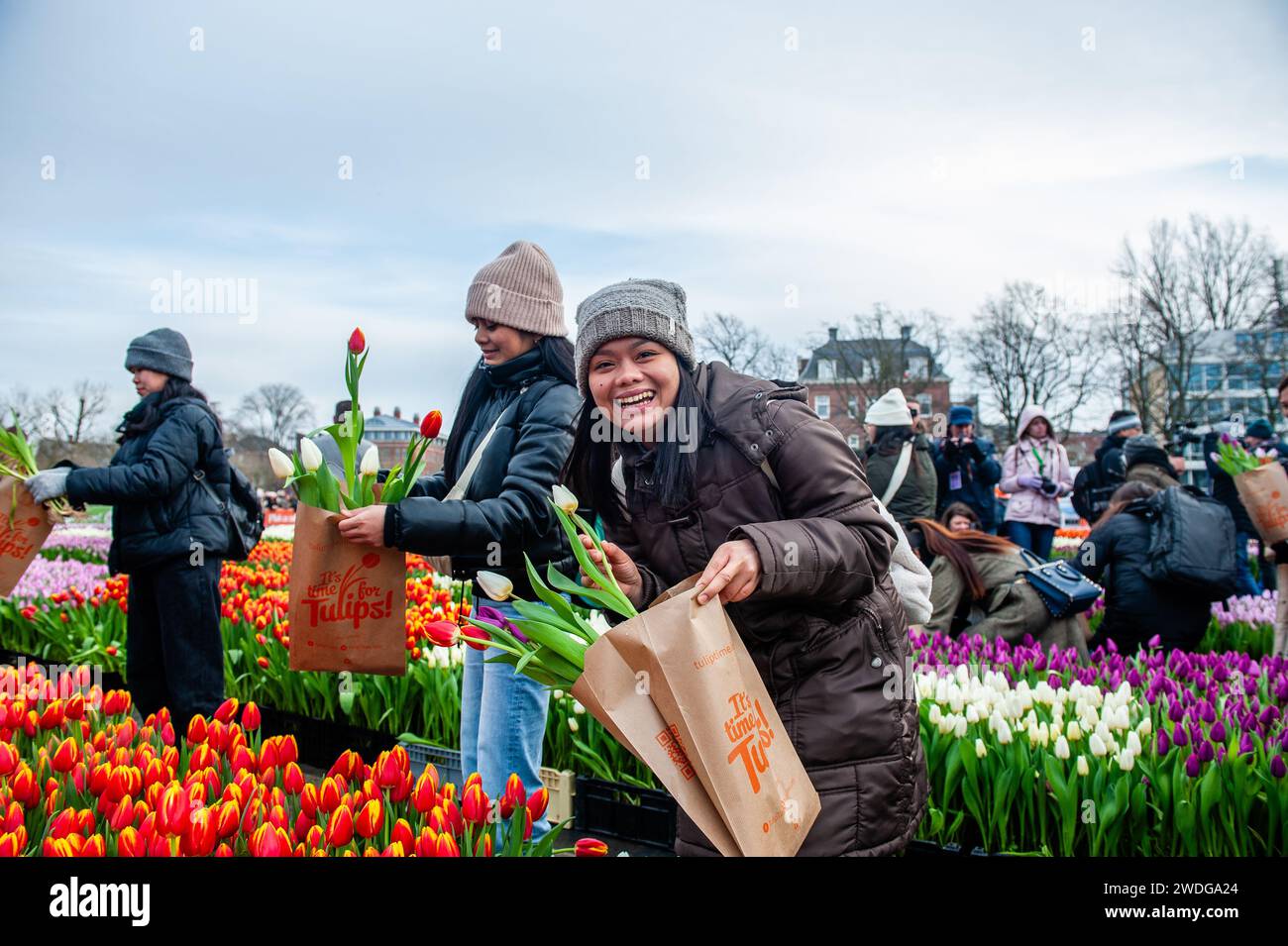 Eine Frau posiert glücklich mit ihren Tulpen. Jedes Jahr am 3. Samstag im Januar wird in Amsterdam der nationale Tulpentag gefeiert. Holländische Tulpenzüchter bauten am Museumplein einen riesigen Pflückgarten mit mehr als 200.000 bunten Tulpen. Besucher dürfen Tulpen kostenlos pflücken. Da dieses Jahr das Thema „Let's Dance“ lautet, war der internationale niederländische DJ/Produzent „Hardwell“ der besondere Gast, um diese Veranstaltung zu eröffnen. Stockfoto