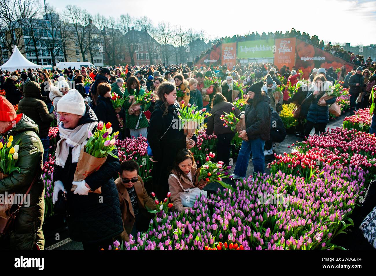Amsterdam, Niederlande. Januar 2024. Man sieht, wie man gerne Tulpen umsonst nimmt. Jedes Jahr am 3. Samstag im Januar wird in Amsterdam der nationale Tulpentag gefeiert. Holländische Tulpenzüchter bauten am Museumplein einen riesigen Pflückgarten mit mehr als 200.000 bunten Tulpen. Besucher dürfen Tulpen kostenlos pflücken. Da dieses Jahr das Thema „Let's Dance“ lautet, war der internationale niederländische DJ/Produzent „Hardwell“ der besondere Gast, um diese Veranstaltung zu eröffnen. (Foto: Ana Fernandez/SOPA Images/SIPA USA) Credit: SIPA USA/Alamy Live News Stockfoto
