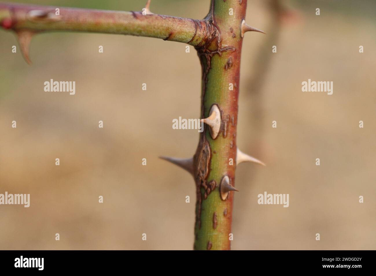 Rosenzweig mit Dornen aus der Nähe gesehen. Scharfe Rosendorne aus der Nähe sichtbar. Ast mit Dornen. Stockfoto