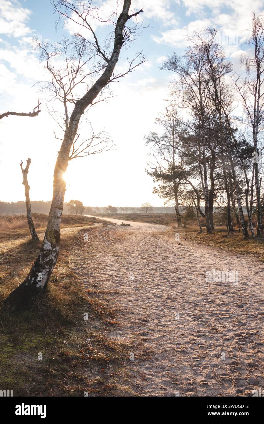 Machen Sie einen Spaziergang durch die wilden Weiden des Grenspark Kalmthoutse Heide in der Nähe von Antwerpen im Nordwesten Belgiens. Morgensonne. Stockfoto