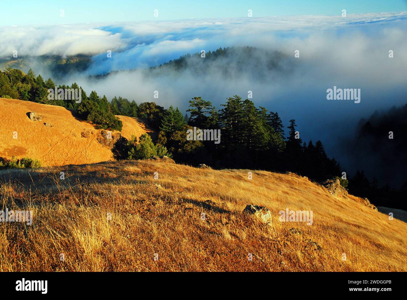 Der Nebel rollt und siedelt sich zwischen den Hügeln und dem Tal des Mount Tamalpais im Marin County in der Nähe von San Francisco an. Stockfoto