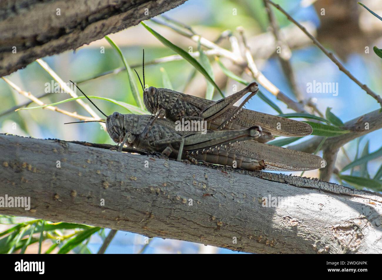 Ein Paar Grauvogelgrasschrecken (Schistocerca nitens) auf einem Baumzweig. Stockfoto