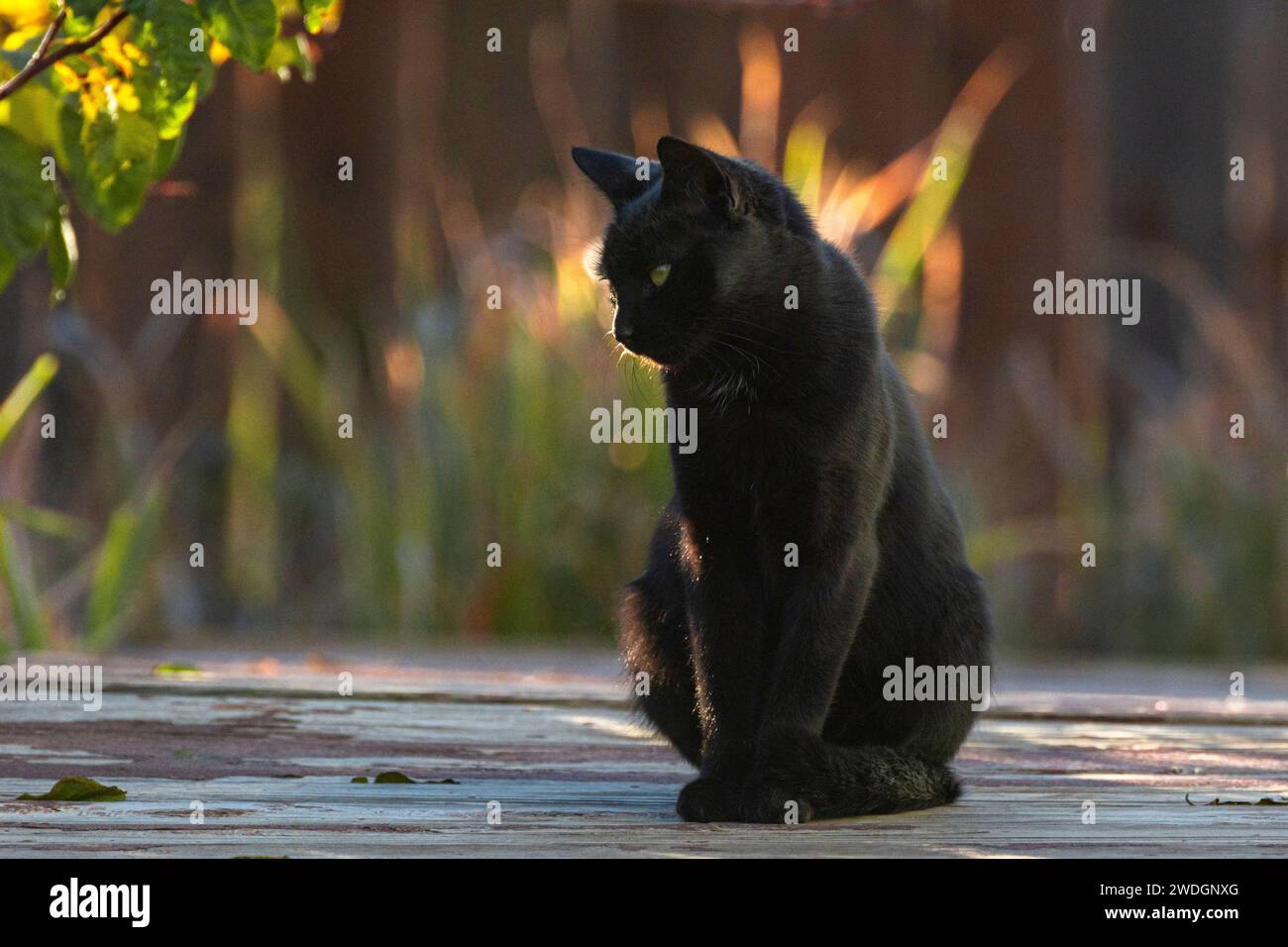 Eine Katze, die auf einem Holzdeck sitzt, wird von der untergehenden Sonne umrahmt. Stockfoto