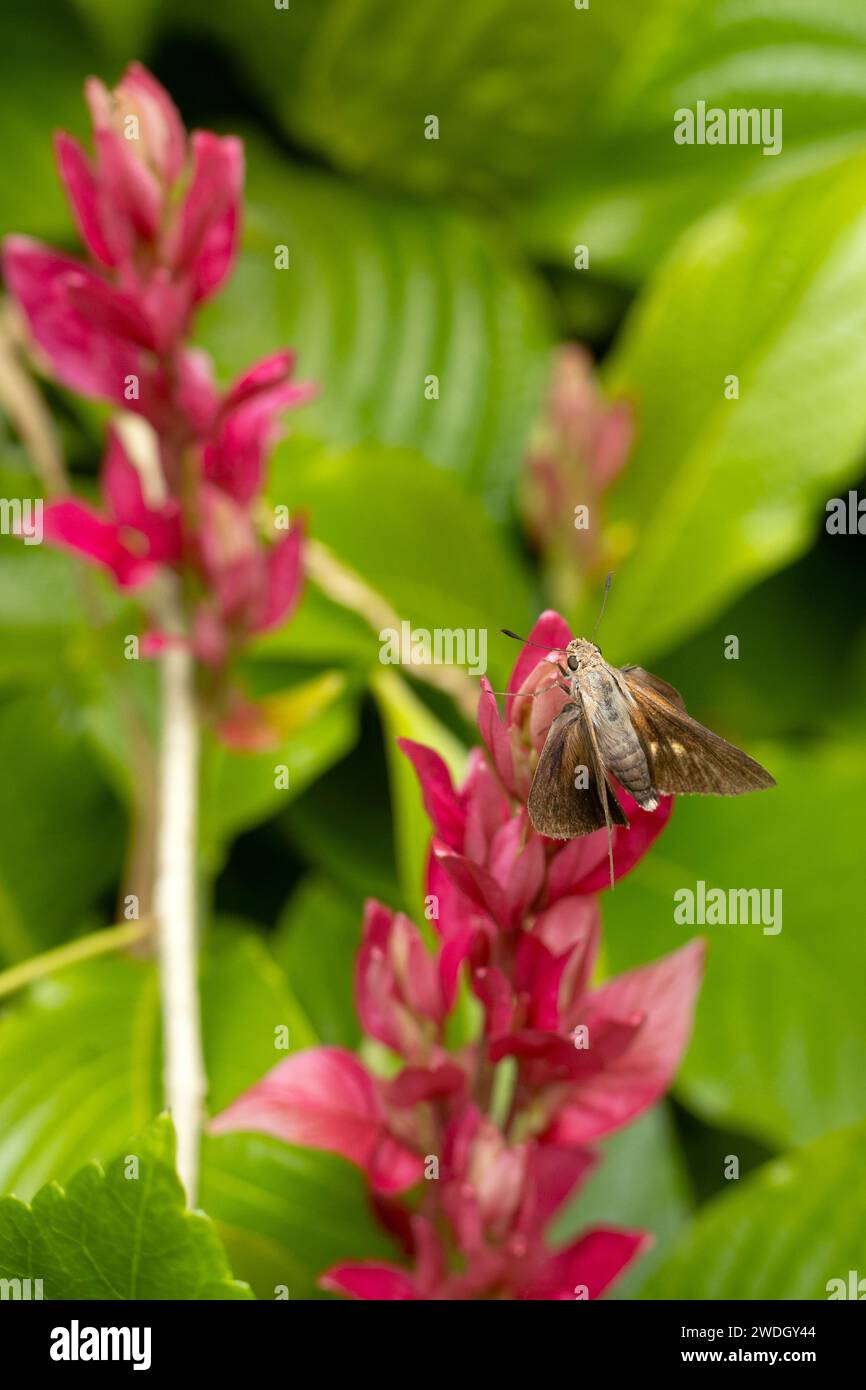 Ein Mönch Skipper Schmetterling - Asbolis capucinus - auf einer Blume in einem Garten. Stockfoto