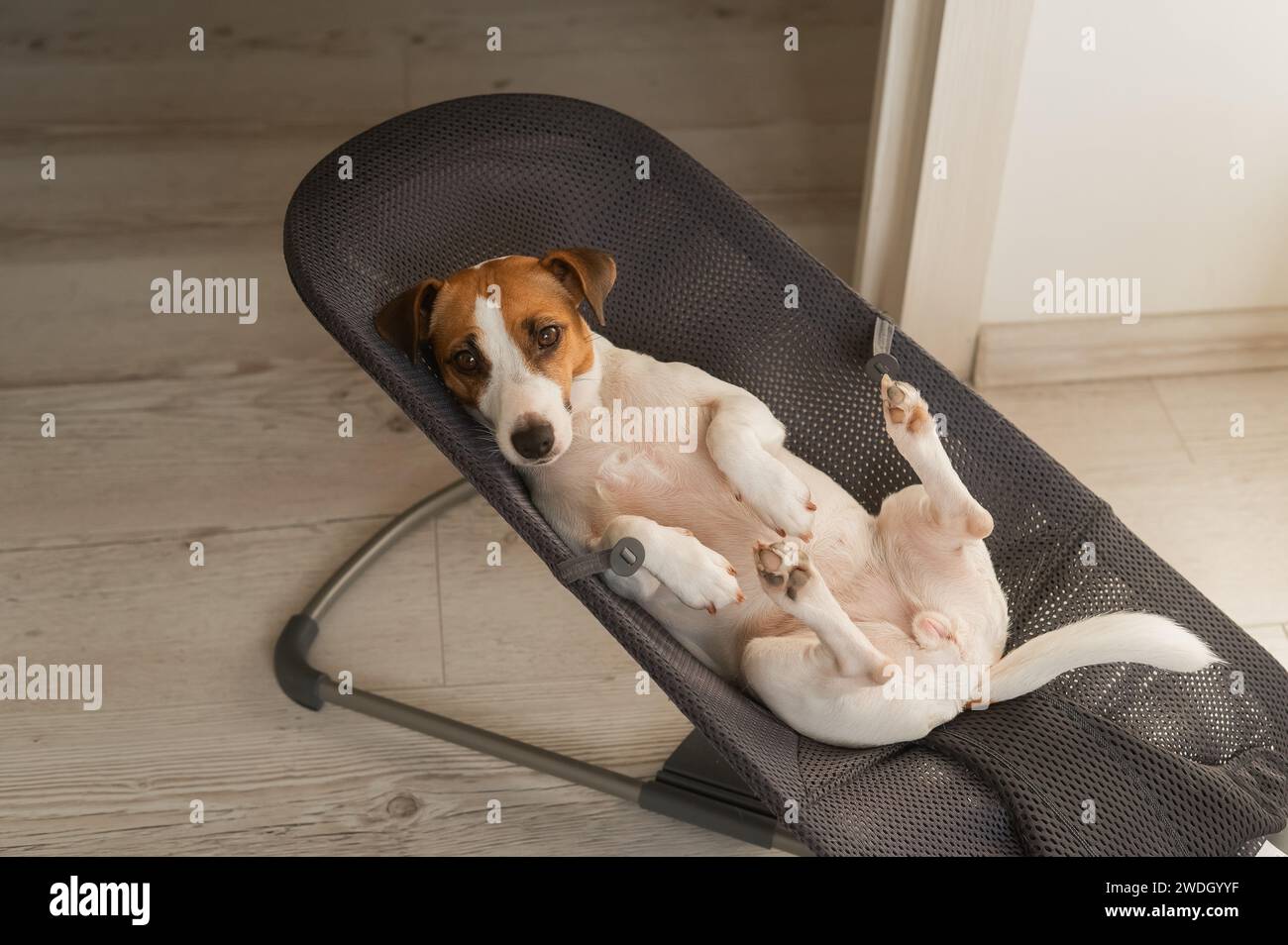 Ein Jack Russell Terrier Hund liegt in einem Kinderliegestuhl. Stockfoto