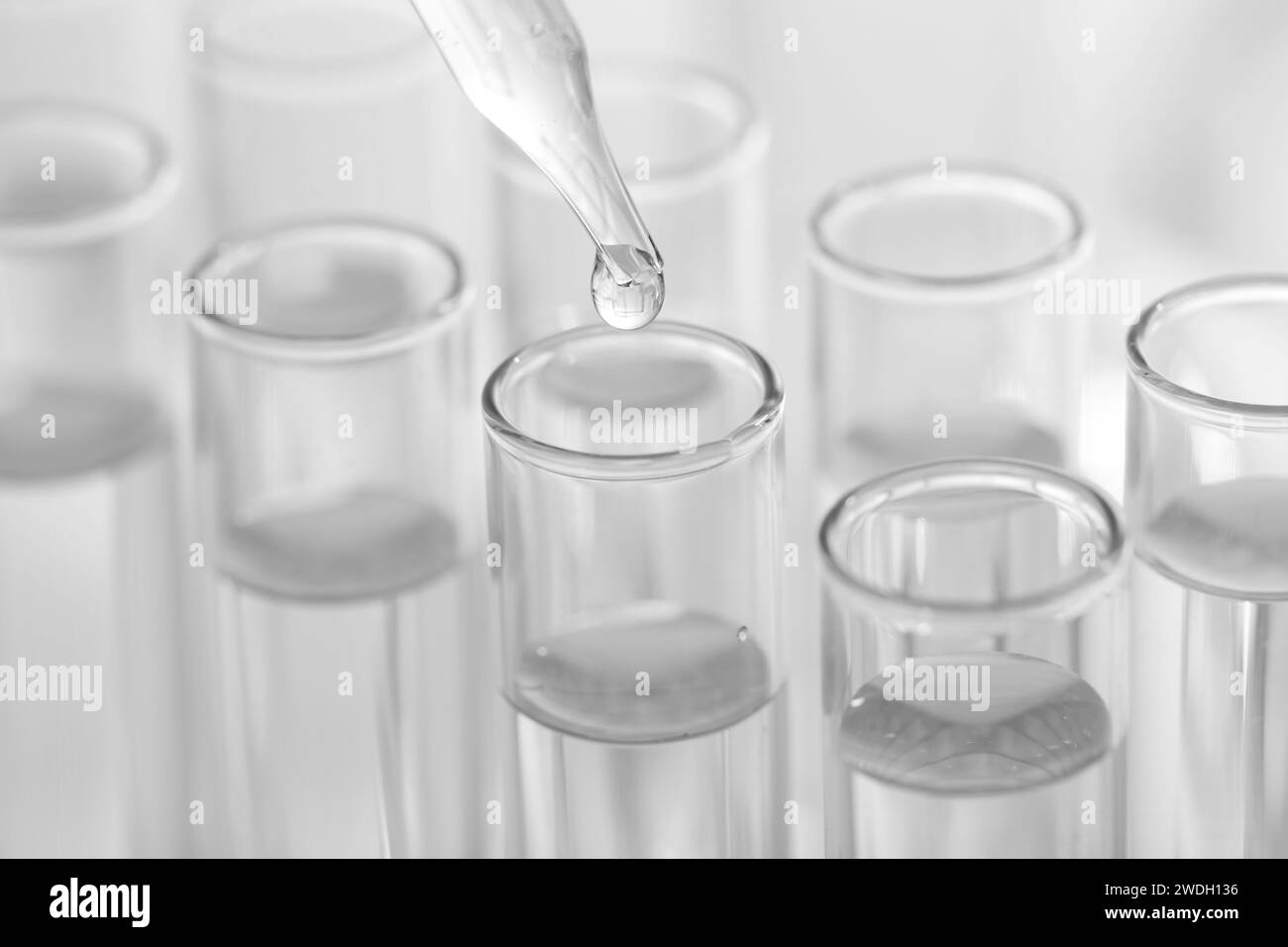 Laboranalyse. Tropfflüssigkeit von der Pipette in Glasteströhrchen auf verschwommenem Hintergrund, Nahaufnahme Stockfoto