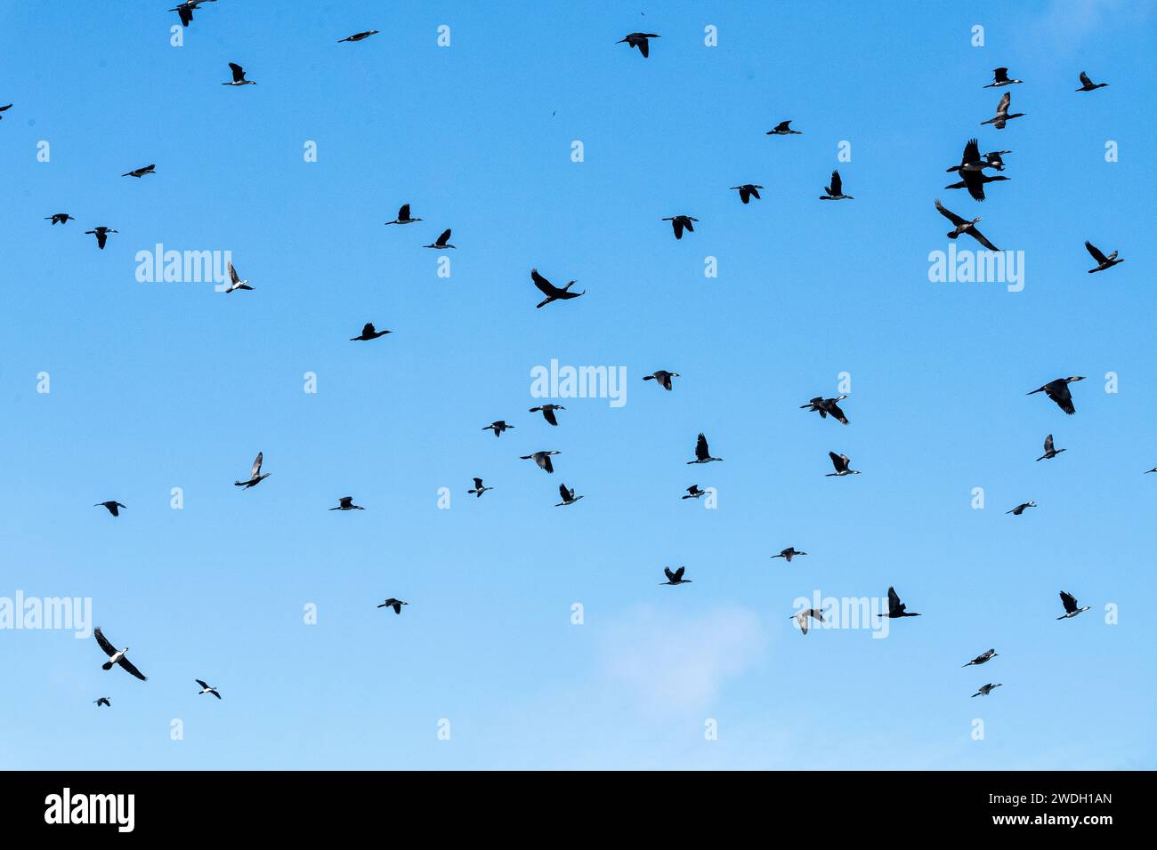 Kleiner schwarzer Kormoran (Phalacrocorax sulcirostris) und kleiner Rattenkormoran (Microcarbo melanoleucos), Gruppe im Flug Stockfoto