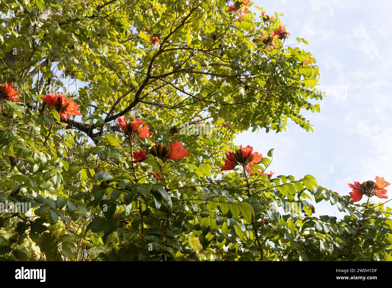 Spathodea campanulata - afrikanischer Tulpenbaum. Stockfoto